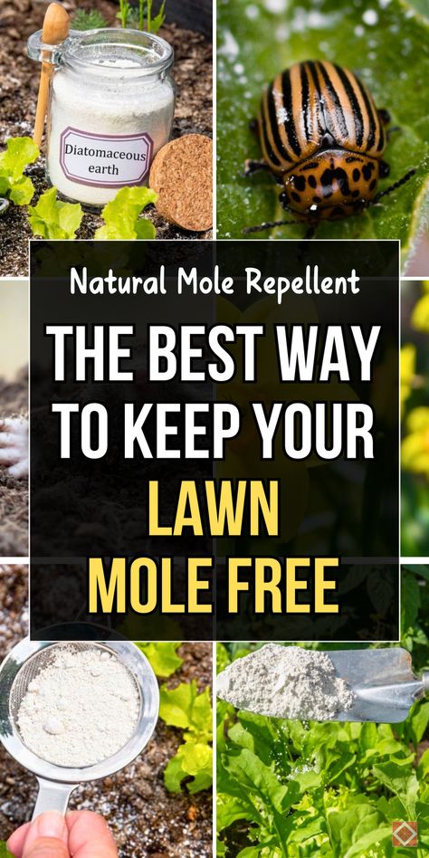 Keep your lawn mole-free with this natural solution! Perfect for homeowners looking for an eco-friendly way to protect their yard, this remedy is easy to use and highly effective. Save this pin for a safe, chemical-free way to control moles! How To Get Rid Of Moles In Yard, Mole Removal Yard, Moles In Yard, Mole Tunnels, Mole Repellent, Caster Oil, Harmful Insects, Natural Repellent, Mole Removal