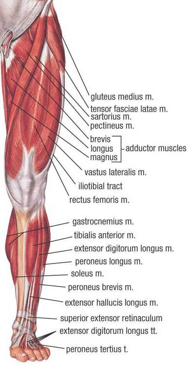 Leg Muscles Anatomy, Body Muscle Anatomy, Muscular System Anatomy, Leg Anatomy, Human Muscle Anatomy, Basic Anatomy And Physiology, Anatomy Physiology, Human Body Anatomy, Muscle Anatomy