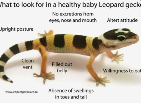 Leopard Gecko Care, Leopard Gecko Tank, Gecko Habitat, Gecko Terrarium, Cute Gecko, Reptile Care, Cute Lizard, Leopard Geckos, Baby Leopard