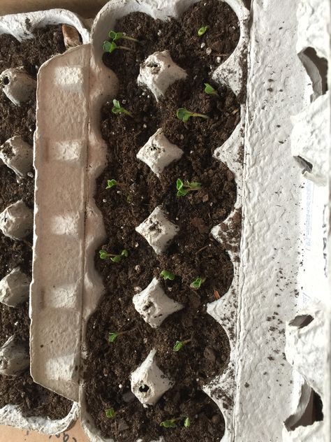 My Experience: Starting Seeds in Cardboard Egg Cartons Seedlings In Egg Cartons, Starting Seeds In Egg Cartons, Egg Carton Seed Starter, Seeds In Egg Cartons, Starting Vegetable Seeds, Planting Flowers From Seeds, Planting Grass Seed, Suburban Homesteading, Planting Seeds Indoors