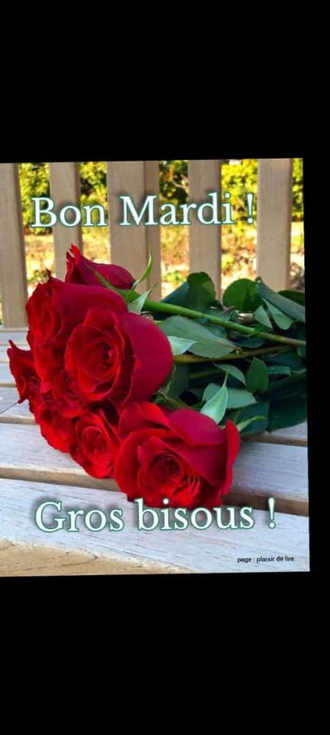 Bon Mardi, Good Morning, Roses, Pastel, Plants, Flowers, Quick Saves