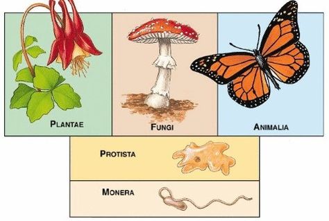 Five Kingdom Classification of Plants and Animals Kingdom Monera, Five Kingdom Classification, Classification Of Plants, Kingdom Classification, Apologia General Science, Bacteria Shapes, School Icebreakers, Kingdom Plantae, Animal Classification