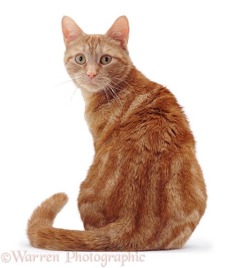 Photograph of Ginger cat sitting looking round over shoulder. Rights managed white background image. Cat Reference Photography Poses, Cat Poses Photography, Cat Reference Photo, Cat Anatomy, Ginger Cat, Orange Tabby Cats, Cat Pose, Orange Tabby, Cat Photography