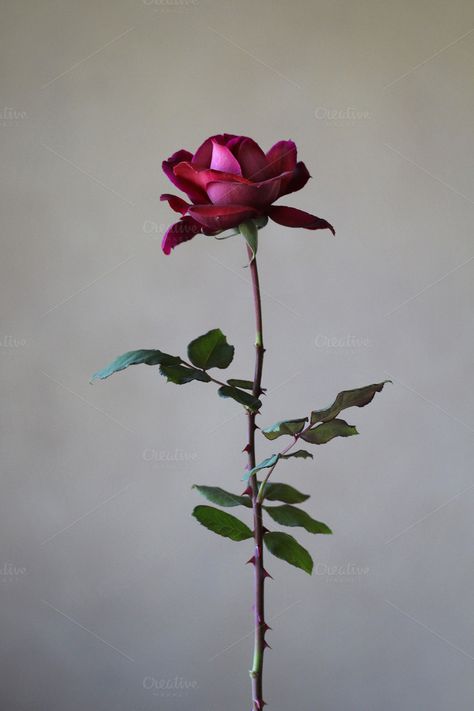 Red Rose With Thorns, Roses Reference, Rose Reference Drawing, Rose Branch, Rose With Thorns, Burning Rose, Rose Reference, Love Rose Flower, Rose Thorns