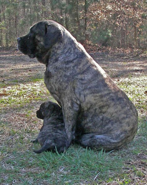 British Mastiff, Old English Mastiffs, Mastiff Puppies For Sale, English Mastiff Dog, English Mastiff Puppies, Pet Anime, Mastiff Breeds, Giant Dog Breeds, Mastiff Puppies