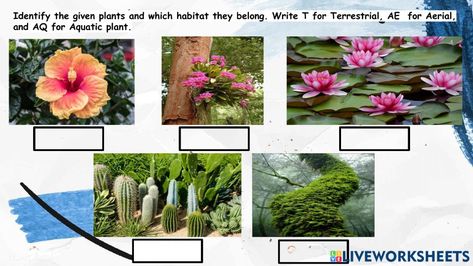 Plant Worksheet, Aerial Plants, Plants Worksheets, Identify Plant, Aquatic Plant, Plant Science, Parts Of A Plant, Wild Plants, Photosynthesis