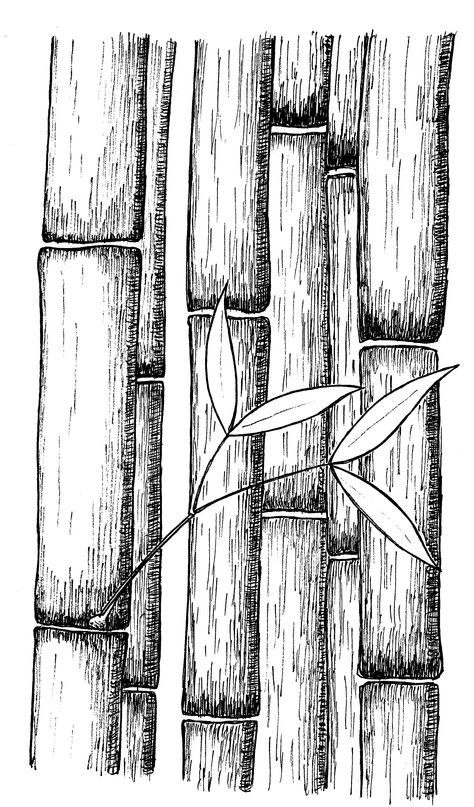 Bamboo  by Rob Stevenson Bamboo Pencil Drawing, Bamboo Line Art, Bamboo Drawing Sketch, Bamboo Tree Drawing, Bamboo Sketch, Drawing Bamboo, Bamboo Drawing, Texture Sketch, Ink Drawing Techniques