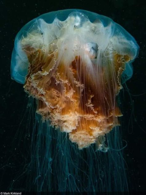 Lions Mane Jelly Fish, Lions Main Jellyfish, Lions Mane Jelly, Lion Main, Space Jellyfish, Giant Jellyfish, Drawing Jellyfish, Lion's Mane Jellyfish, Ocean Projects