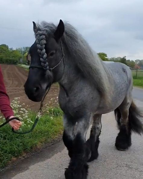 We Love Horses 🐴 on Instagram: “Stunning, SOUND ON 🔊❤️🐴 . Credits: @dutch_draft_astor . - ➡️ Follow Us: @horses_fanatics - ➡️ Tag us @horses_fanatics to be featured 📸 -…” Grey Draft Horse, Dutch Draught Horse, Dutch Draft Horse, Draft Mule, Scottish Countryside, Horse Coats, Draft Horse, Love Horses, Horse Aesthetic