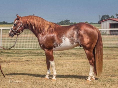 Prettiest Horses, Aqha Stallion, Horse Markings, Horse Coat Colors, American Paint Horse, Paint Horses, Pony Breeds, Horse Colors, Pinto Horse