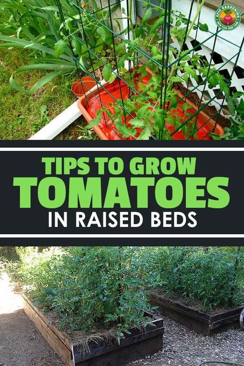 How To Grow Tomatoes Raised Beds, Tomato Garden Ideas Raised Beds, Tomato Growing Tips Raised Beds, Raised Garden Tomatoes, Tomato Beds Raised, Best Time To Plant Vegetables Raised Beds, Raised Garden Beds Tomatoes, Planting In Raised Garden Beds, What To Plant With Tomatoes Raised Beds