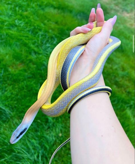 Cave dwelling rat snake/Beauty snake. Color has been slightly enhanced but still a gorgeous species. Cave Dwelling Rat Snake, Rhino Rat Snake, Pretty Snakes Beautiful, Beauty Rat Snake, Snake Beauty, Snake Purple, Snake Photography, Cave Dwelling, Anaconda Snake