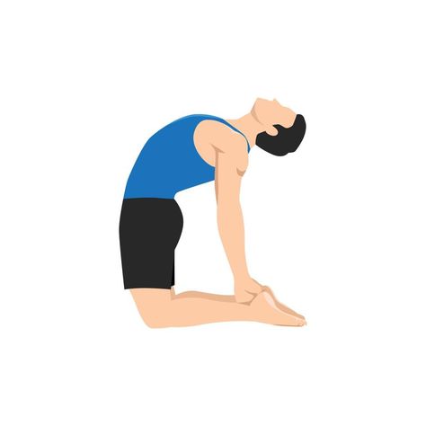 Man doing camel pose or ustrasana exercise. Flat vector illustration isolated on white background Ustrasana Pose, Camel Pose Yoga, Yoga Class Plan, Yoga Illustration, Camel Pose, Flat Vector Illustration, Plan Drawing, Flat Vector, Cityscape Photos