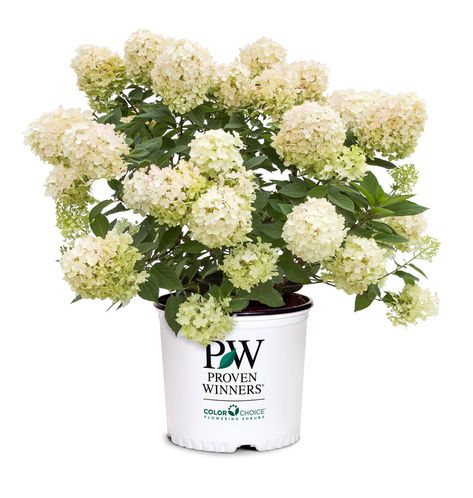 Tidbit Hydrangea, Hydrangea Varieties, Front Flower Beds, Panicle Hydrangea, Hydrangea Garden, Hydrangea Paniculata, Front Landscaping, Proven Winners, Raspberry Pink