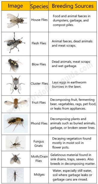 Most Common Species Of Flies And Their Breeding Sources Fly Repellant Diy, Diy Bug Repellent, Flies Outside, Get Rid Of Spiders, Get Rid Of Flies, Natural Mosquito Repellant, Bug Killer, Diy Pest Control, Fly Repellant