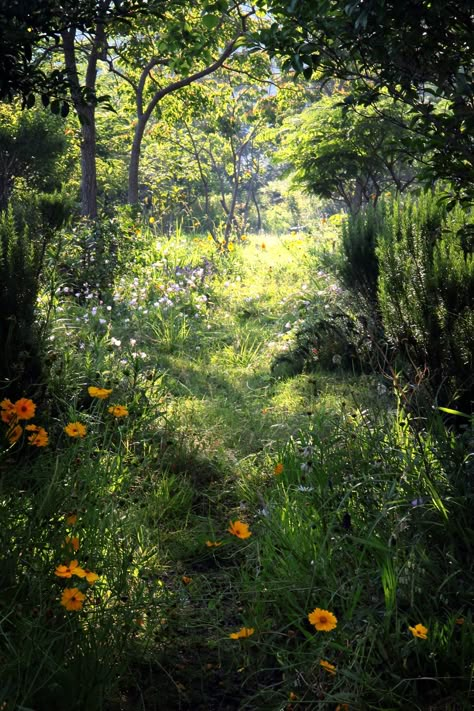 Trees And Flowers, Have Inspiration, Natural Scenery, Green Gables, Alam Yang Indah, The Grass, Nature Aesthetic, Dream Garden, Beautiful World