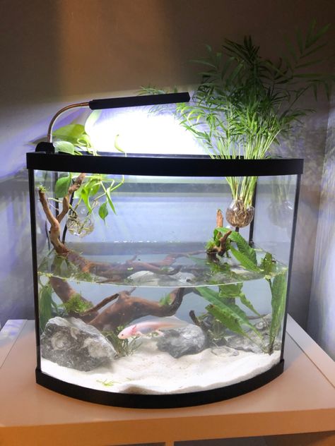 Axolotl Tank Set Up, Axolotl Tank Ideas Aquarium, Fish Tank Set Up, Axolotl Tank Ideas, Cool Fish Tank Decorations, Axolotl Tank, Frog Tank, Fish Tank Themes, Acrylic Aquarium