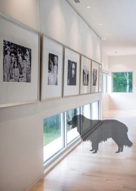 Dog Room Design, Modern Hall, Dog Window, Dog Spaces, Family Photo Wall, Pet Spaces, Animal Room, Dog Rooms, Dog Door