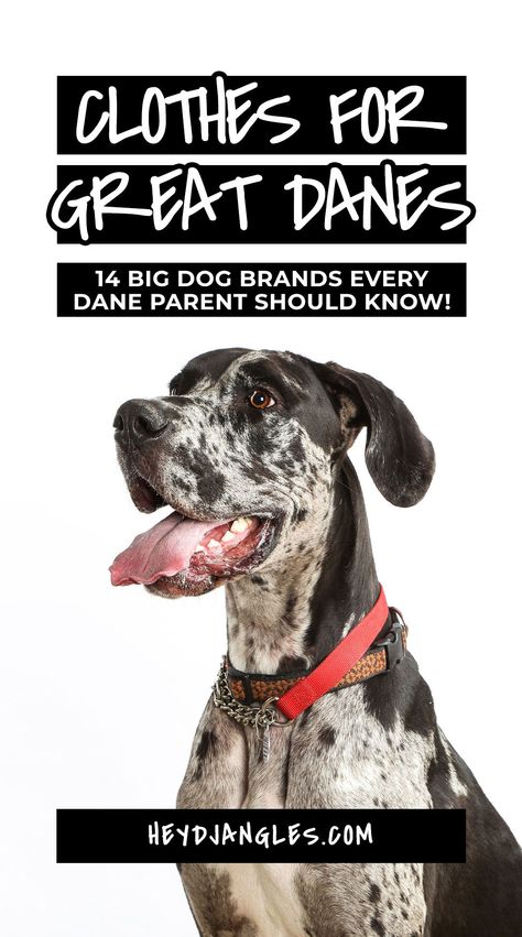 Best Coats & Clothes for Great Danes: 14 Big Dog Brands to Know - incl. Voyagers K9 Apparel, Canada Pooch, Mila + Me, Gold Paw, GF Pet, Chilly Dog, WeatherBeeta and more! #bigdog #greatdane #giantbreed #dogclothes Great Dane Jacket Pattern, Great Dane Accessories, Great Dane Sweater, Dog Brands, Canada Pooch, Diy Dog Sweater, Blue Great Danes, Big Dog Clothes, Chilly Dogs