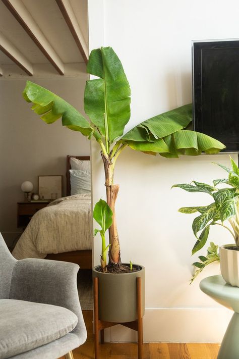 Banana House Plant, Basjoo Banana Tree, Banana Tree In Pot Indoor, Banana Trees In Pots, Banana Tree Plant, Indoor Banana Plant, Banana Plants In Pots, Banana Tree In Pot, Banana Plant Indoor