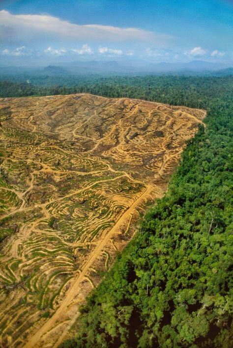 A new report warns that environmental damage threatens the well-being of 3.2 billion people. Yet solutions are within reach. Deforestation Project, Stop Deforestation, Mysterious Photography, Vegan Tips, Sky And Sea, Our Planet Earth, Paradise Lost, Environmental Conservation, Vegan Raw