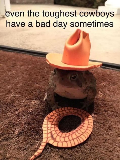 Cowboys Memes, Frog Meme, Frog Pictures, Funny Frogs, The Wild West, Under The Influence, Cute Frogs, Cute Memes, Having A Bad Day