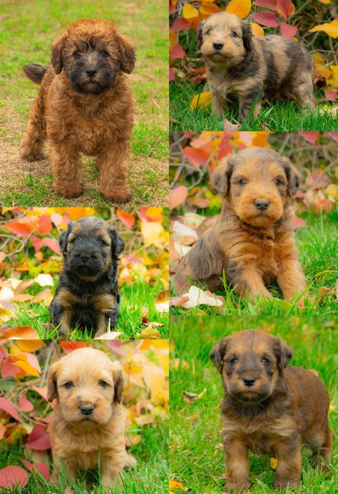 About Whoodles - Mini Whoodles - My Whoodle Puppies for sale Whoodle Puppies For Sale, Whoodle Puppy, Soft Coated Wheaten Terrier, Be Soft, Wheaten Terrier, Daily Exercise Routines, Hip Dysplasia, Silky Hair, Puppies For Sale