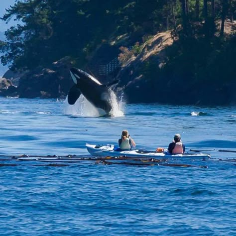 Whale Watching Aesthetic, Orca Watching, Alaskan Honeymoon, Orca Island, Tiny Boat, Koh Samui Beach, Pacific Northwest Travel, Washington State Travel, San Juan Island