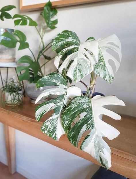 Monstera Deliciosa Variegata image number 3. All credits to perthbotanicals. Plants From Seeds, Seeds Germination, Tattoo Plant, Variegated Monstera, Monstera Albo, Plant Goals, Plant Seeds, Variegated Plants, Big Leaves