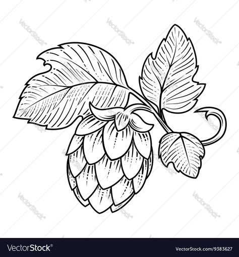 Vector image of Hops ornament Vector Image, includes design, old, drawing, drawn & vintage. Illustrator (.ai), EPS, PDF and JPG image formats. Beer Ingredients Illustration, Hops Tattoo Beer, Beer Hops Illustration, Beer Hops Art, Hops Illustration, Hop Illustration, Beer Themed Wedding, Hop Tattoo, Lotusblume Tattoo