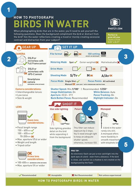 Snap Cards™ Bird Photography (80% off) – The World’s Most-Popular Printable Bird Photography Cheat Sheets | Photzy Snap Cards Photography, Photo Ideas Landscape, Bird Photography Tips, Photography Cheat Sheet, Photo Lessons, Photography Settings, Photography Cheat Sheets, Action Cards, Photography Lenses