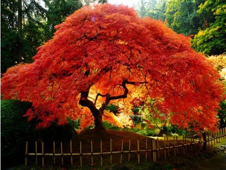 Japanese Maple Tree in Full Colour                                                                                                                                                                                 More Maple Tree Landscape, Amur Maple, Red Maple Tree, Landscaping Trees, Japanese Maple Tree, Tree Seeds, Japanese Maple, Maple Tree, Garden Trees