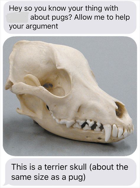 Guy Wants To Get A Purebred Pug, His Friend Tries To Prove Why It’s Animal Cruelty With Skull Comparison | Bored Panda #animalcruelty #adoptdontshop #rescuedismyfavoritebreed Rock Hyrax, Rabbit Skull, Dog Skull, Chinese Emperor, Dog Skeleton, Animal Skull, Human Bones, He Doesnt Care, Animal Bones