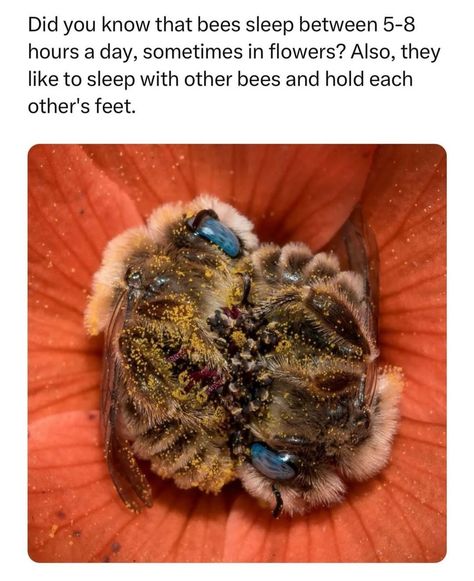 Bee Antenna, He Hive, I Love Bees, Favorite Tv Shows, Kittens, Cute Animals, Bee, I Love, Memes