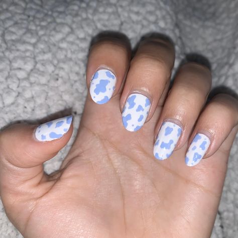 Different Color Cow Print Nails, Light Purple Cow Print Nails, Colored Cow Print Nails, Cow Print Nails Colorful, Pink And Blue Cow Print Nails, Blueberry Cow Nails, Light Blue Cow Print Nails, Purple Cowprint Nails, Blue Cow Print Nails Acrylic