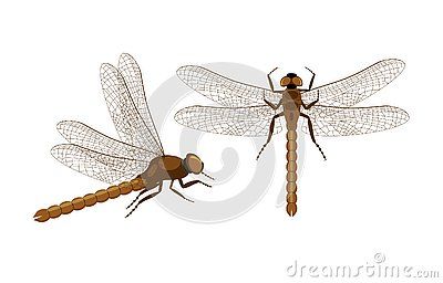 Dragonfly Side View, Tattoo Side, Side View Drawing, View Drawing, Dragonfly Tattoo, Side Tattoos, Embroidery Patches, Side View, Tattoos And Piercings