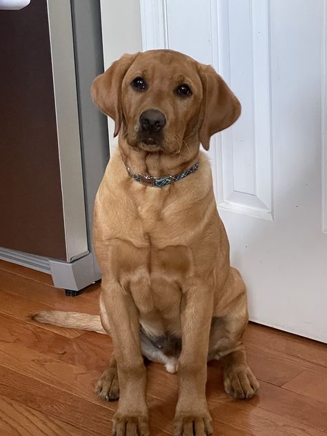 Fox Labrador, Red Fox Labrador, Redfox Labrador Puppy, Brown Labrador Aesthetic, Fox Red Lab, Fox Red Labrador, Red Labrador, Red Lab, Red Fox