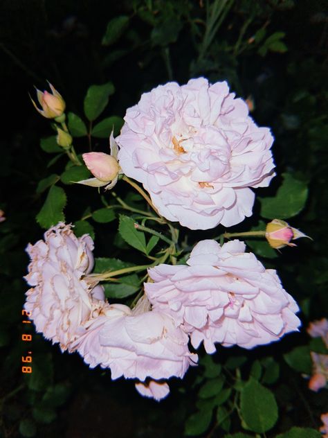 Edgy Flowers, Flower Polaroid, Flowers Polaroid, September Flowers, Night Garden, Aesthetic Photos, Aesthetic Photo, Pretty Flowers, Film Photography