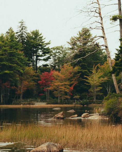 Acadia in the fall 🍂 an absolute dream! 📍Eagle Lake. Pro tip if you want to experience Acadia in the fall but avoid the crowds: most leaf peepers come in October to see the park’s fall foliage, but if you can make it the last week of September instead, the leaves have started to change and the big crowds haven’t hit yet, so it’s the perfect time to go! #wlwcouple #acadia #eaglelake #explorenature #naturelovers #exploretheworld #outdooradventures #mountainlife #queercouple #wlw Big Crowd, Pro Tip, Mountain Life, Explore Nature, Time To Go, Fall Foliage, In The Fall, The Park, Outdoors Adventure