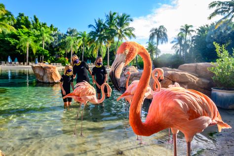 Discovery Cove Orlando, Zoo Ideas, Icon Parking, Visit Orlando, Animal Experiences, Seaworld Orlando, Universal Orlando Resort, Family Vacation Destinations, Cartoon World