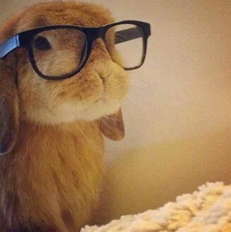 nerd bunny- I love him! Funny Animal Photos, Funny Bunnies, Wearing Glasses, Baby Bunnies, Cute Creatures, Funny Animal Pictures, Animal Photo, 귀여운 동물