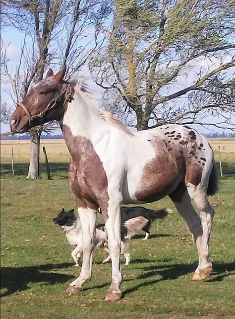 Pintaloosa Horse, Roping Dummy, Different Horse Breeds, Buckskin Horse, Horse Reference, Horse Art Drawing, Horse Coats, Barrel Racing Horses, American Quarter Horse