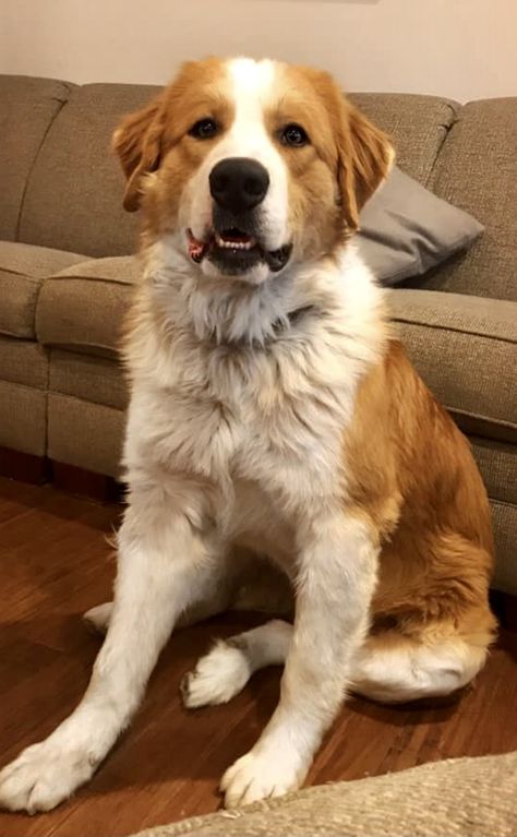 Mixed Dog Aesthetic, Great Pyrenees Bernese Mountain Dog, Pyranese Mountain Dog, Pyrenees Mountain Dog, Mutt Dog Aesthetic, Bernese Mountain Dog Aesthetic, Great Bernese, Mixed Dogs, Bernese Mountain Dog Mix