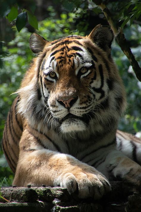 Siberische tijgerSiberian Tiger  MAGNIFIC ANIMAL!!!!!!!!!!!!!!!!!!!!!!!!!!!!!!!!!! Amur Tiger, Cat Species, Brown Tiger, Cats Cradle, Black Lion, Cats Eye Stone, Perfect Model, Big Cat, Large Cats