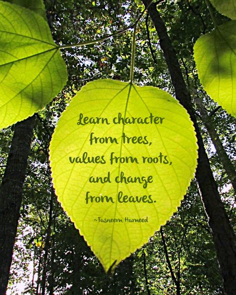 Green leaf and quote about leaves, Quotes On Leaf, Trees Quotes Nature Thoughts, Quotes About Trees Wise Words, Plants Quotes Green, Leaf Quotes Leaves, Leaves Quotes Nature, Planting Trees Quotes, Leaf Quotes Nature, Nature Thoughts Quotes