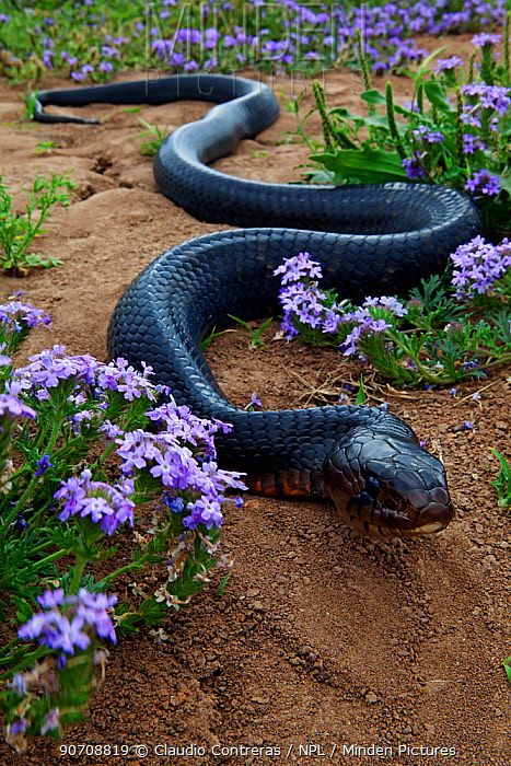 Lost Person, Indigo Snake, Fertility Spells, Voodoo Love Spells, Uganda Africa, Magic Rings, White Magic Spells, Voodoo Spells, Bring Back Lost Lover