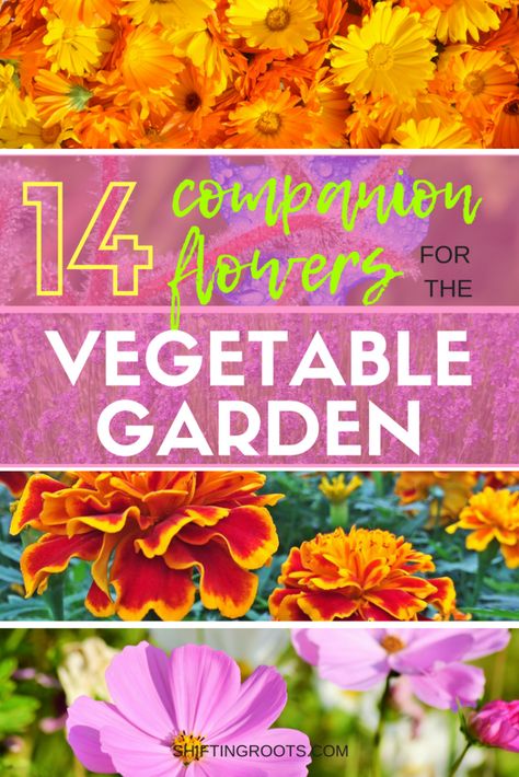 Goodbye Bugs! 14 Flowers to Companion Plant in Your Vegetable Garden Companion Gardening, Vegetable Garden Raised Beds, Best Flowers, Garden Wallpaper, Garden Types, Home Vegetable Garden, Beautiful Flowers Garden, Olive Garden, Raised Bed