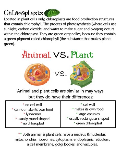 Plant & Animal Cells (Comparison and Cell Part - Chloroplast) ~ Anchor Chart * Jungle Academy Plant Water Relation Notes, Chloroplast Notes, Plant Cell Notes Biology, Animal Cell Notes Aesthetic, Cell Regeneration Foods, Plant And Animal Cells Notes, Plant Vs Animal Cell, Plant Cells, Cell Biology Notes