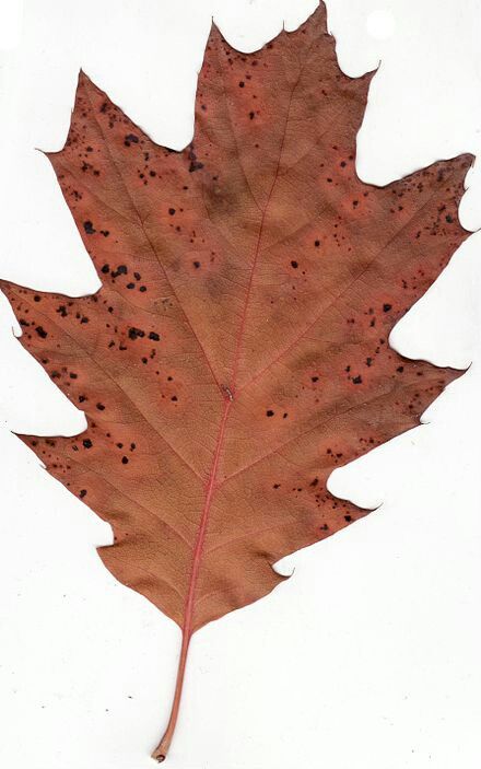 Red oak Red Oak Leaf Tattoo, Maple Leaf Branch, Sycamore Tree Leaves, Red Oak Leaf, Red Oak Tree, Orange Oakleaf Butterfly, Advanced Higher Art, Moody Art, Kings Park