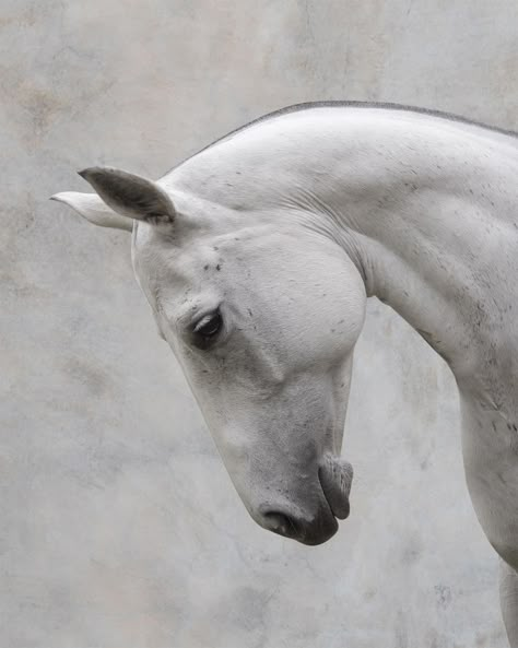 Horse Looking Up, Horse Head Side View, Horse Side Profile, Horse Bowing, Horse Side View, Victorian Sketches, Horse Head Profile, Horses To Draw, Horse Reference Photos